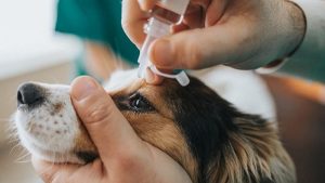 nhỏ nước mắt cho chó bằng nước muối sinh lý